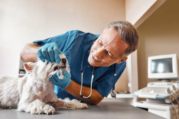 Best Emergency Denture Repair in Dalton, OH
